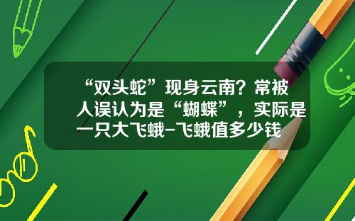 “双头蛇”现身云南？常被人误认为是“蝴蝶”，实际是一只大飞蛾-飞蛾值多少钱