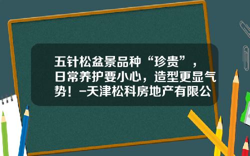 五针松盆景品种“珍贵”，日常养护要小心，造型更显气势！-天津松科房地产有限公司