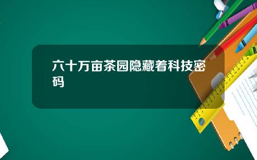 六十万亩茶园隐藏着科技密码