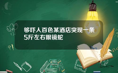 够吓人百色某酒店突现一条5斤左右眼镜蛇